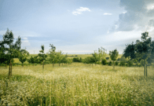 Як жителі Лідса долучаються до збереження довкілля