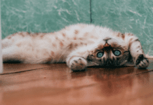 Історія котів міста Лідс