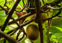 Мінвуд-Веллі ― екоферма міста Лідс