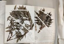 Джон Грімшоу Вілкінсон: біолог з Лідса, який розпізнавав рослини за допомогою язика