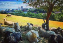 Meanwood Valley Urban Farm: історія міської ферми в Лідсі