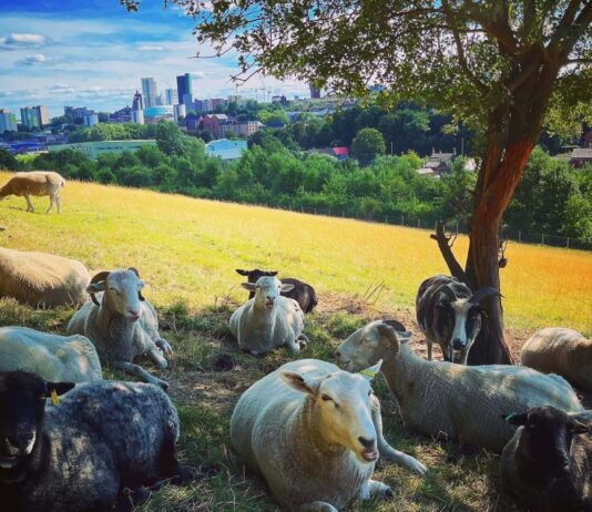 Meanwood Valley Urban Farm: история городской фермы в Лидсе