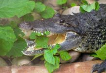 «Tropical World» — зоопарк, содержащий одну из самых больших коллекций тропических растений