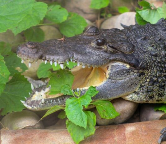 «Tropical World» — зоопарк, содержащий одну из самых больших коллекций тропических растений