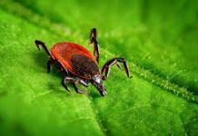 Обережно кліщі: основні місця концентрації паразитів у Лідсі