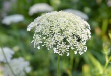 Отруйні рослини, які можна зустріти в Лідсі: що варто знати