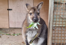 Lotherton Wildlife World: из птичьего сада в уникальный зоопарк