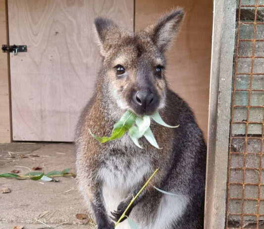Lotherton Wildlife World: из птичьего сада в уникальный зоопарк