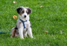 Wingfield Secure Dog Park: сучасний майданчик для вигулу собак