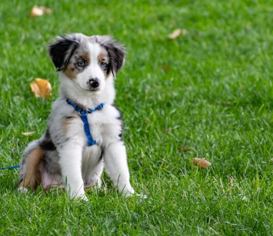 Wingfield Secure Dog Park: сучасний майданчик для вигулу собак