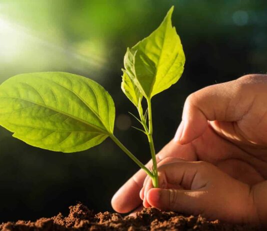 Ґрунти Лідса: що треба знати про родючість землі