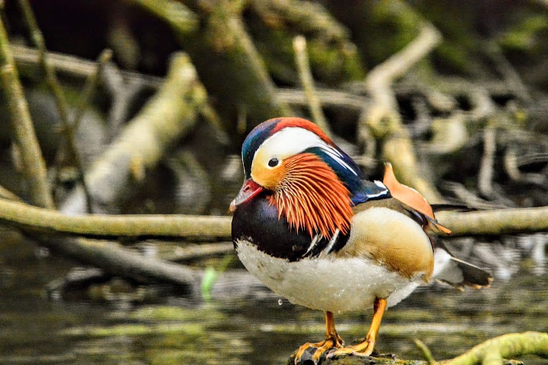 Golden Acre Park